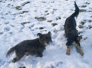 Spielkameraden im Schnee