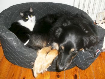 Adesso und Silvestro