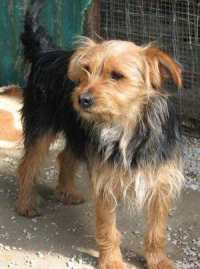 Attila im Tierheim