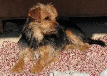 Attila im Tierheim
