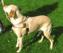 Bionda