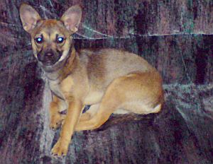 Briciola