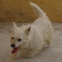 Chico