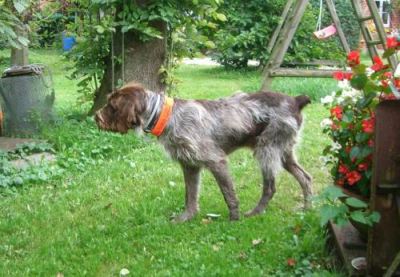 im Garten