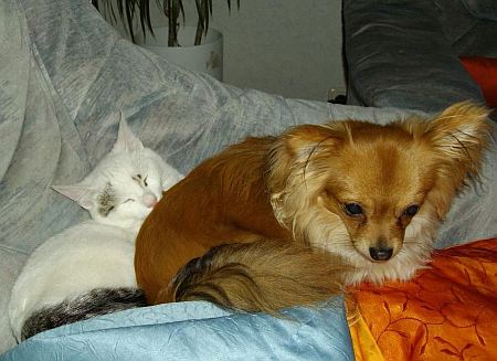 H wie Hundefreund