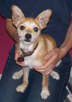 Floh