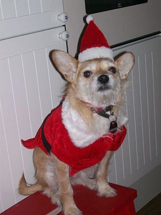 Floh