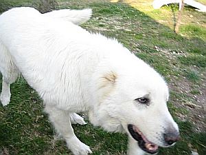 Gespa