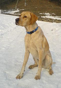 Gioya