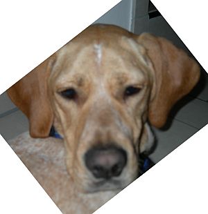 Gioya