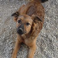 Grete
