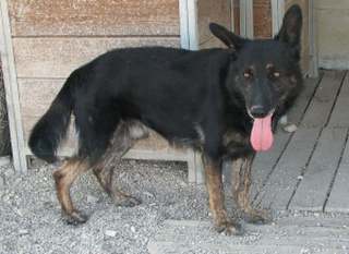 Italo