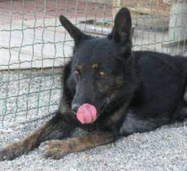 Italo