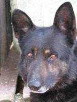 Italo