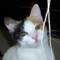 Kalia