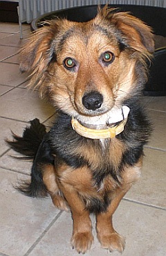Krümel