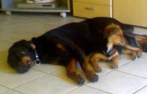 Krümel und Paco