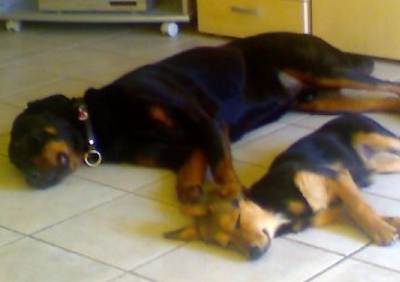 Krümel und Paco
