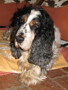 Linus