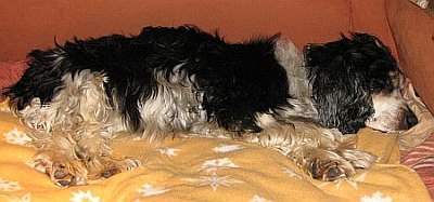 Linus