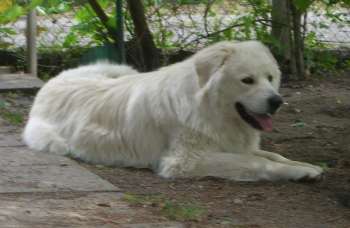 Mariano