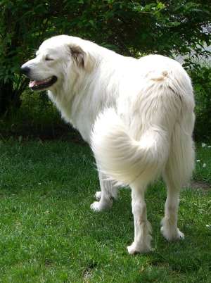 Mariano