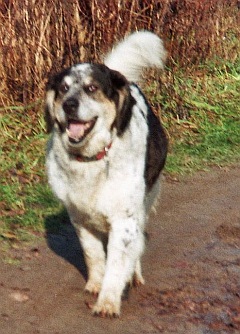 Isa