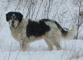 Isa