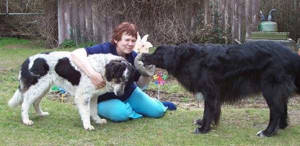 Fee mit Hunden