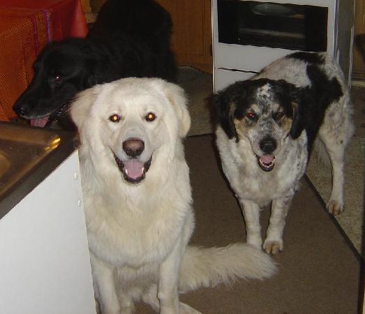 3 Hunde