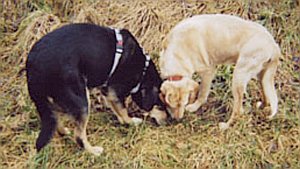 Bionda und Max