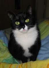 Katze