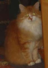 Katze