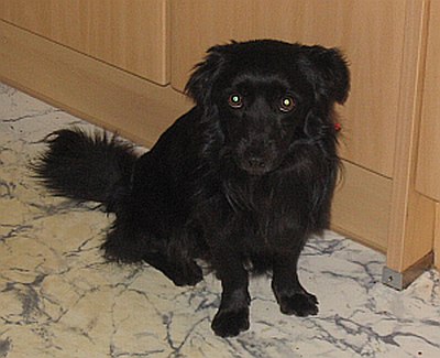 Gismo