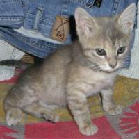 Mizi