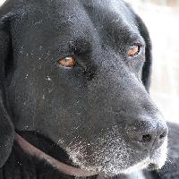 Mocca