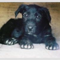 Negra