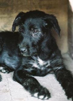 Negra