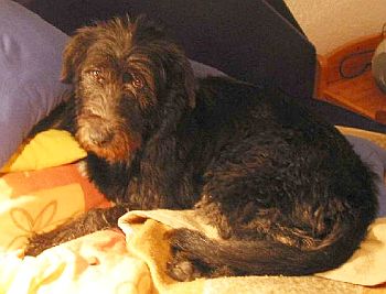 Negra