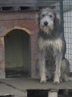 Nisha im Tierheim