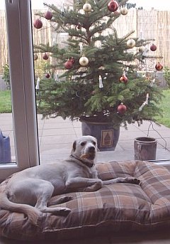 ich und mein Weihnachtsbaum :-)