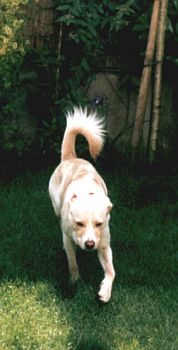 Oscar