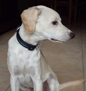 Oscar