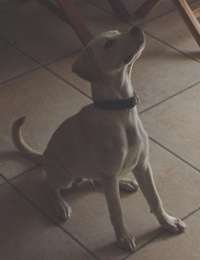Oscar