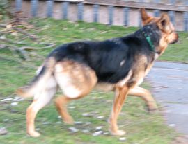 Siska