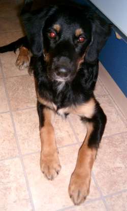 Benny