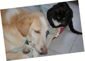 Ich und mein Kater ...