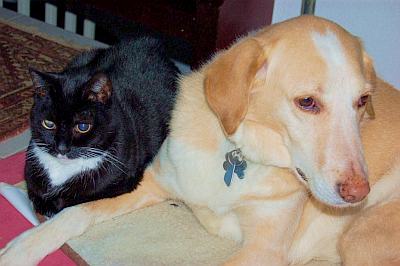 Ich und mein Kater ...