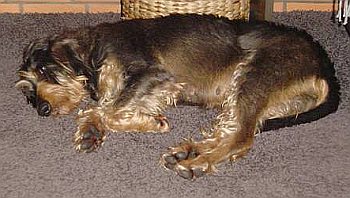 Zeit f&uuml;r ein Nickerchen