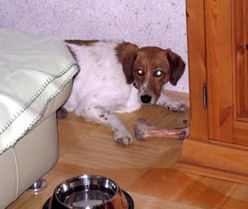 Polly mit Weihnachtsknochen
